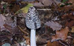 Champignon Coprinopsis picacea (Coprin)