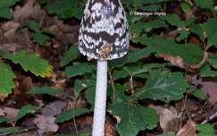 Champignon Coprinopsis picacea (Coprin)