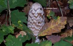 Champignon Coprinopsis picacea (Coprin)