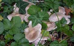 Champignons