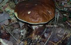 Champignon en fôret