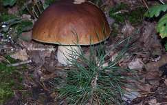 Un Champignon en forêt