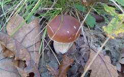 Champignon - Cèpe