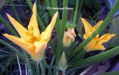 Fleurs de Citrouille