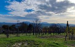 szőlőültetvény hegy magyarország