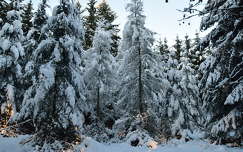 fenyő címlapfotó örökzöld erdő tél