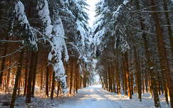 fenyő út címlapfotó erdő tél