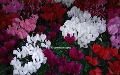 Cyclamens