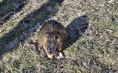 Nutria