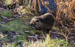 Nutria
