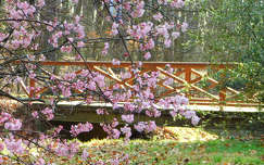 Tavaszodik a Ciszterci Apátság Arborétumban - Zirc