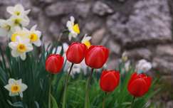 tulipán tavaszi virág címlapfotó nárcisz tavasz
