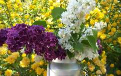 Lilas blanc et violet