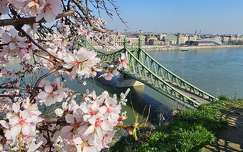 duna budapest tavasz híd folyó szabadság híd magyarország