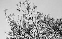 Fekete-fehér, liliomfa vagy magnólia