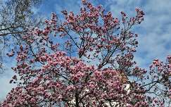 tavasz magnólia virágzó fa