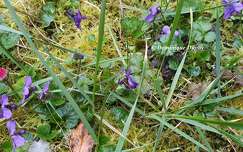 Violettes du jardin