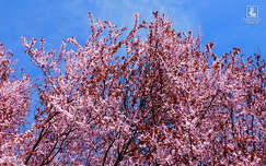 virágzó fa, tavasz