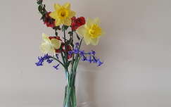 tavaszi virág jácint nárcisz címlapfotó virágcsokor