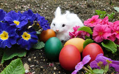 Kellemes húsvéti ünnepet kívánok.