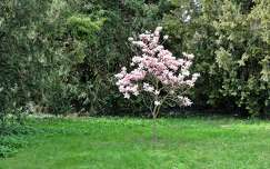 tavasz magnólia kertek és parkok virágzó fa