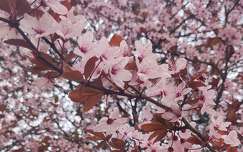tavasz, virágzó fa, rózsaszín