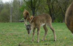 Bambi - Pákozdi vadaspark