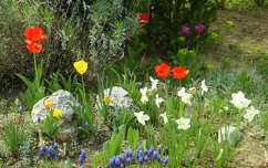 tulipán kertek és parkok tavaszi virág nárcisz