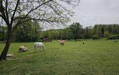 juh lovak háziállat bárány állatkölyök