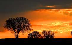 naplemente fa címlapfotó felhő