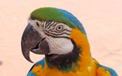 papagáj madár címlapfotó
