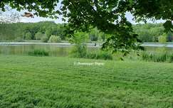 Etang