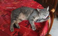 La toilette du chat