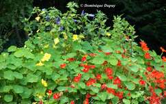 Les Capucines du jardin