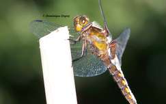 Libellule