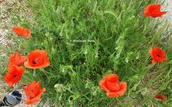 Coquelicots