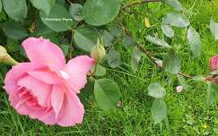 Rosier