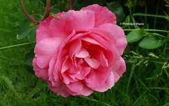 Jolie rose