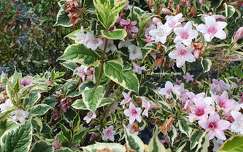 Fleurs de Printemps