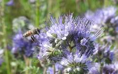 címlapfotó rovar méh vadvirág tavasz mézontófű