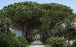 Pinus pinea, mandulafenyő, Olaszország