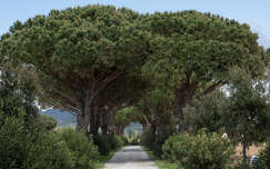 Pinus pinea, mandulafenyő, Olaszország