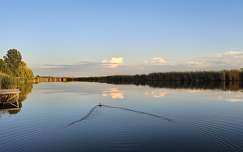kacsa folyó tükröződés magyarország vizimadár