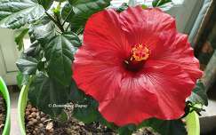 Hibiscus