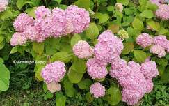 Hortensias
