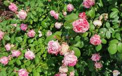Roses du jardin