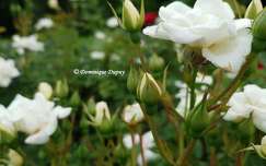 Roses blanches