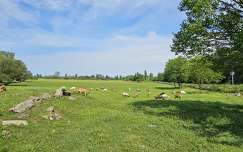 Kecske farm
