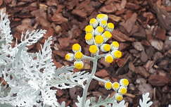 Hamvaska (Cineraria (Jacobaea) maritima)