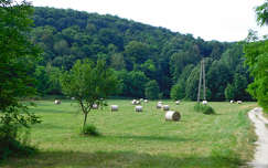 erdő- mező